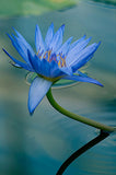 Nelumbo nucifera Blue | 5_Seeds