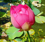 Nelumbo nucifera Red | 5_Seeds