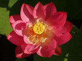 Nelumbo nucifera Red | 5_Seeds
