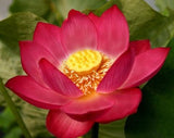 Nelumbo nucifera Red | 5_Seeds