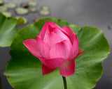 Nelumbo nucifera Red | 5_Seeds
