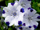 Nemophila maculata | Baby Blue Eyes | Fivespot | 50_Seeds