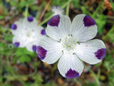 Nemophila maculata | Baby Blue Eyes | Fivespot | 50_Seeds