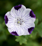 Nemophila maculata | Baby Blue Eyes | Fivespot | 50_Seeds
