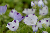 Nemophila maculata | Baby Blue Eyes | Fivespot | 50_Seeds