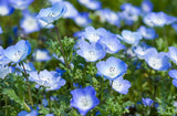 Nemophila menziesii | Baby Blue Eyes | 100_Seeds