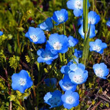 Nemophila menziesii | Baby Blue Eyes | 100_Seeds