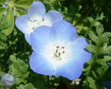 Nemophila menziesii | Baby Blue Eyes | 100_Seeds