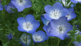 Nemophila menziesii | Baby Blue Eyes | 100_Seeds