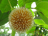 Neolamarckia cadamba | Burflower Tree | Amboina | Kadam | 100_Seeds