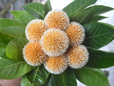 Neolamarckia cadamba | Burflower Tree | Amboina | Kadam | 100_Seeds