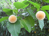 Neolamarckia cadamba | Burflower Tree | Amboina | Kadam | 100_Seeds