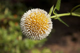 Neolamarckia cadamba | Burflower Tree | Amboina | Kadam | 100_Seeds