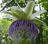 Passiflora nitida | Wild Granadilla | Bell Apple | 10_Seeds
