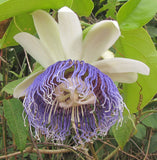 Passiflora nitida | Wild Granadilla | Bell Apple | 10_Seeds
