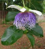 Passiflora nitida | Wild Granadilla | Bell Apple | 10_Seeds
