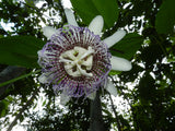 Passiflora nitida | Wild Granadilla | Bell Apple | 10_Seeds