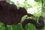Aristolochia galeata Nova Odessa | 50_Seeds