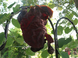 Aristolochia galeata Nova Odessa | 50_Seeds