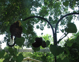 Aristolochia galeata Nova Odessa | 50_Seeds