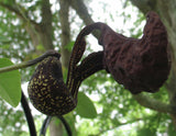 Aristolochia galeata Nova Odessa | 50_Seeds