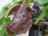 Aristolochia galeata Nova Odessa | 50_Seeds