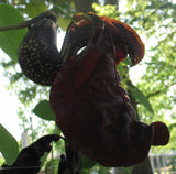 Aristolochia galeata Nova Odessa | 50_Seeds