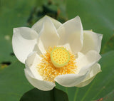 Nelumbo nucifera White | Lotus | 5_Seeds