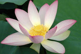 Nelumbo nucifera White | Lotus | 5_Seeds