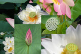 Nelumbo nucifera White and Pink Mix | 5_Seeds