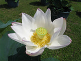 Nelumbo nucifera White and Pink Mix | 5_Seeds
