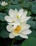 Nelumbo nucifera White and Pink Mix | 5_Seeds