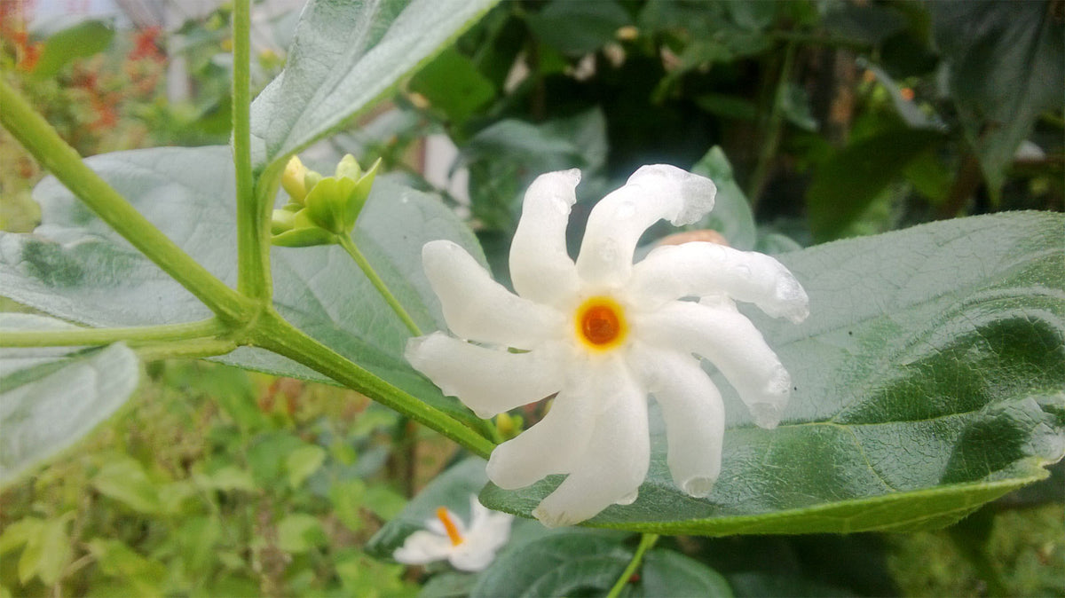 everfresh plant EverFresh Tree (Local)| JM Flower main image 0