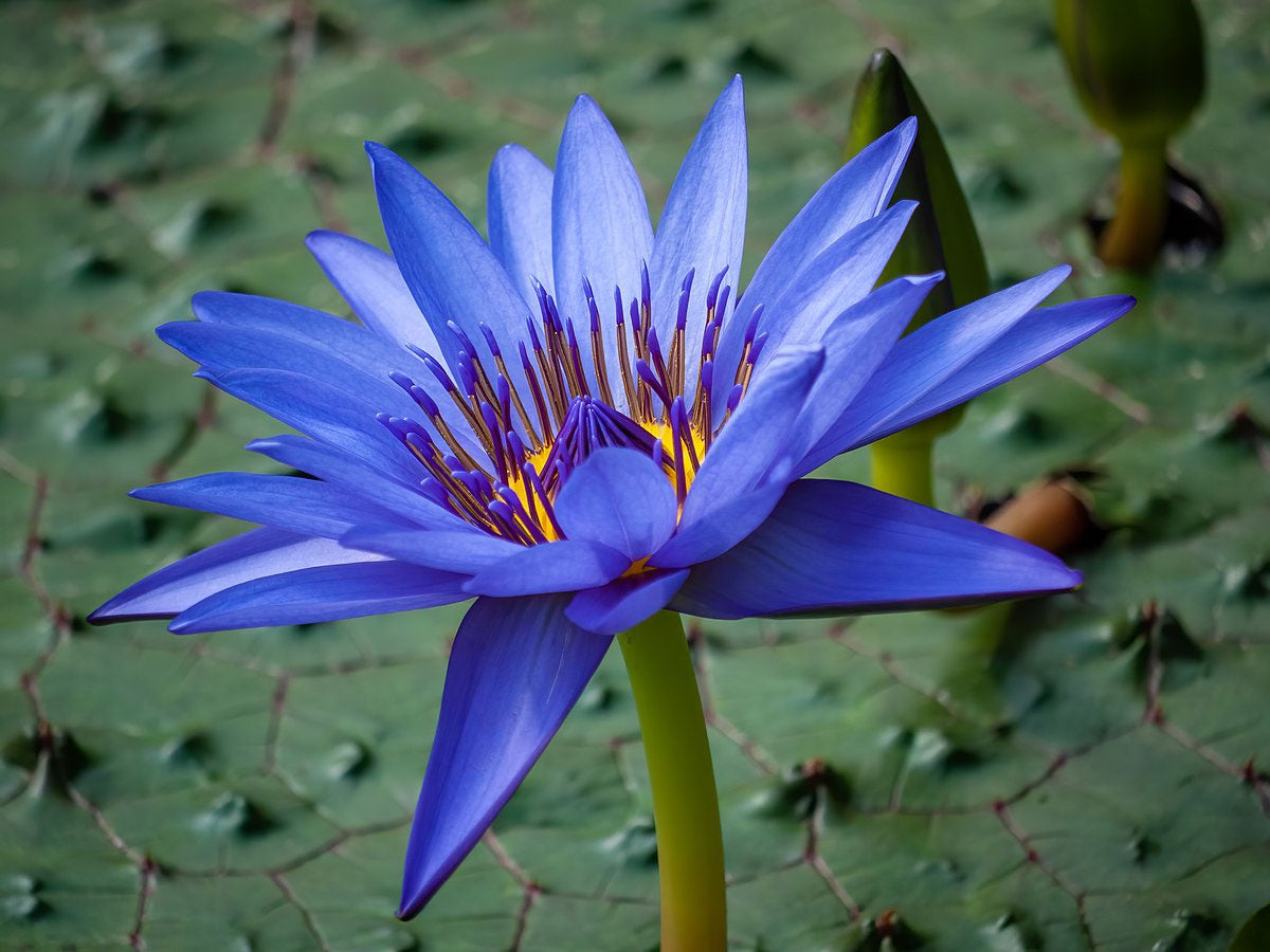 egyptian lily flower Nymphaea caerulea | Blue Egyptian Lotus | Sacred Water Lily