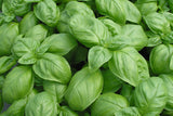 Ocimum basilicum | Sweet Basil | 50_Seeds