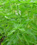 Ocimum basilicum | Sweet Basil | 50_Seeds
