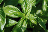 Ocimum basilicum | Sweet Basil | 50_Seeds