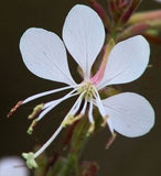 Oenothera filiformis | Large Flowering Gaura | 20_Seeds