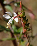 Oenothera filiformis | Large Flowering Gaura | 20_Seeds