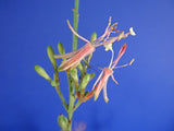 Oenothera filiformis | Large Flowering Gaura | 20_Seeds