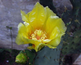 Opuntia dillenii | Dillen & Sweet Prickly Pear | Eltham Indian Fig | 10_Seeds
