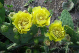 Opuntia dillenii | Dillen & Sweet Prickly Pear | Eltham Indian Fig | 10_Seeds