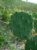 Opuntia dillenii | Dillen & Sweet Prickly Pear | Eltham Indian Fig | 10_Seeds
