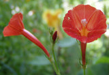 Ipomoea coccinea Orange Noah | Scarlet Star Glory | 20_Seeds