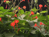 Ipomoea coccinea Orange Noah | Scarlet Star Glory | 20_Seeds