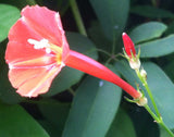 Ipomoea coccinea Orange Noah | Scarlet Star Glory | 20_Seeds