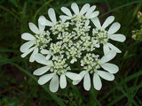 Orlaya grandiflora | Minoan Lace | White Lace Flower | 20_Seeds