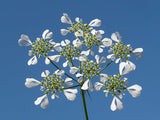 Orlaya grandiflora | Minoan Lace | White Lace Flower | 20_Seeds