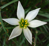 Ornithogalum umbellatum | Star of Bethlehem | Nap at Noon | Snowdrop | 20_Seeds