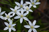Ornithogalum umbellatum | Star of Bethlehem | Nap at Noon | Snowdrop | 20_Seeds